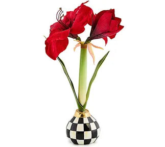 Courtly Check Amaryllis Bulb Arrangement