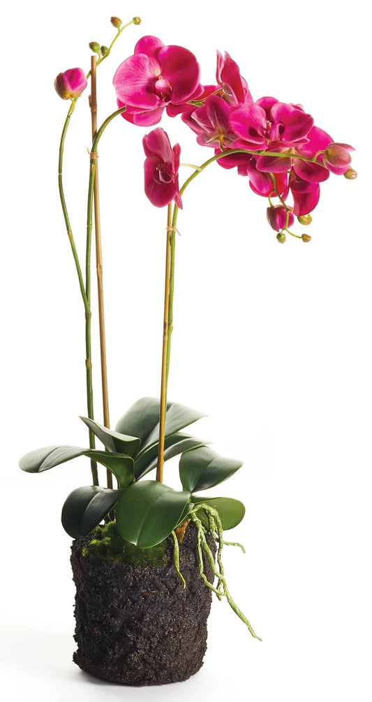 29” Phalaenopsis drop-in
