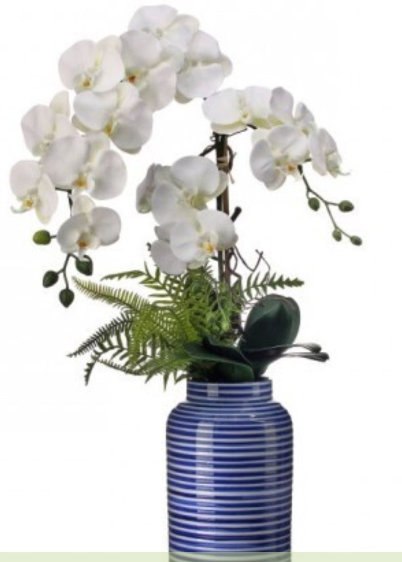 28" PTD AMALFI COAST PHALANOPSIS ORCHID