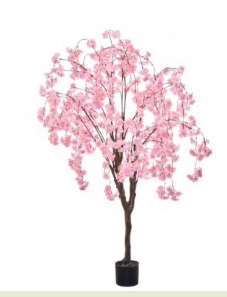6' WEEPING CHERRY TREE