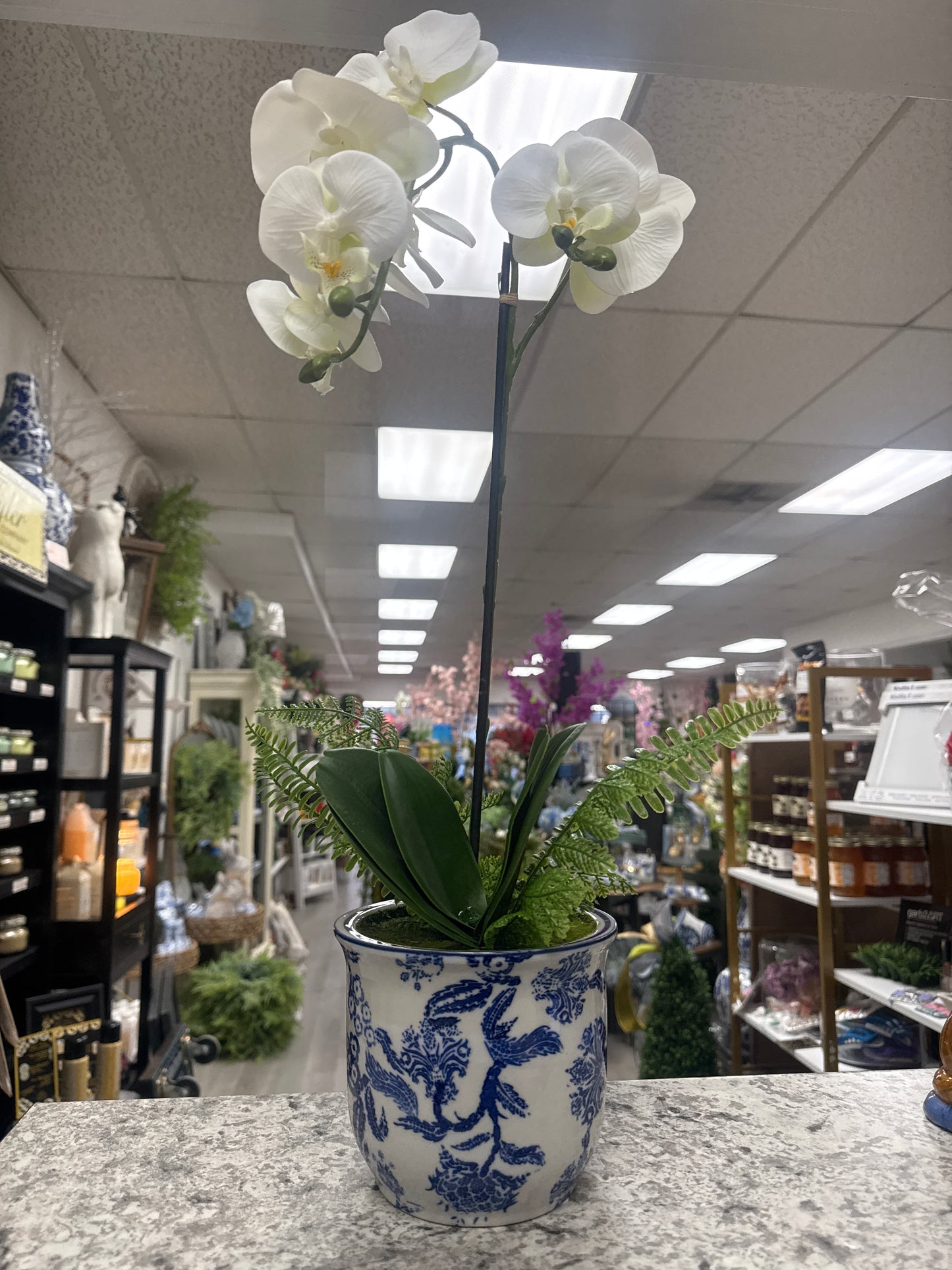 PHALEANOPSIS & FERN IN CERAMIC POT 22"