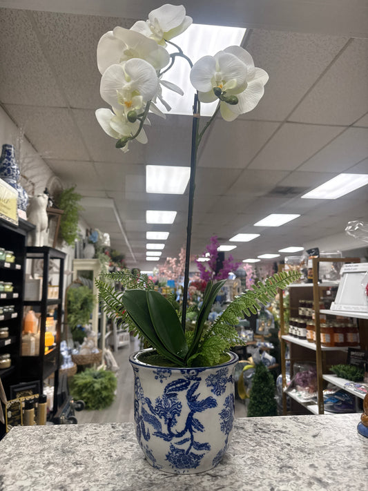 PHALEANOPSIS & FERN IN CERAMIC POT 22"