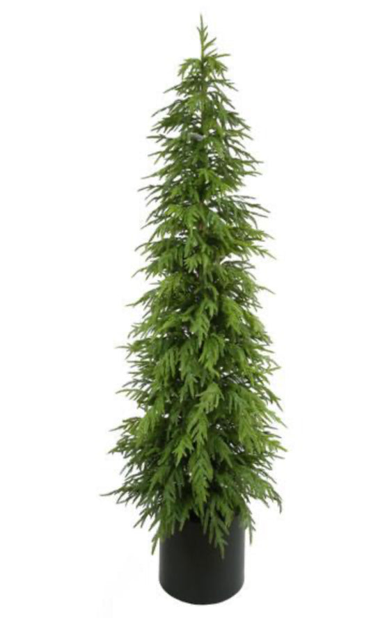 82.5"H NORFOLK PINE TREE, W/314 TIPS, IN POT
