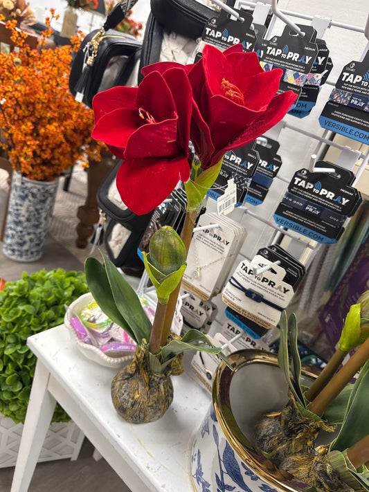 Amaryllis Bulb
