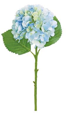 Blue Garden hydrangea