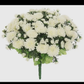 Mini mum bush