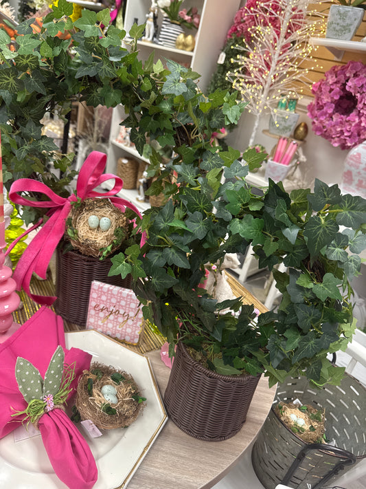 potted ivy ring topiary in rattan basket