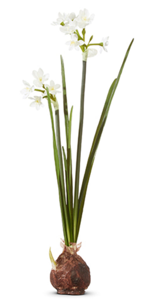 18" PAPERWHITE BULB