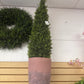 PL.SPRING BOXWOOD UV TREAT CONE in terrecotta pot