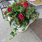 Geranium planter filler only