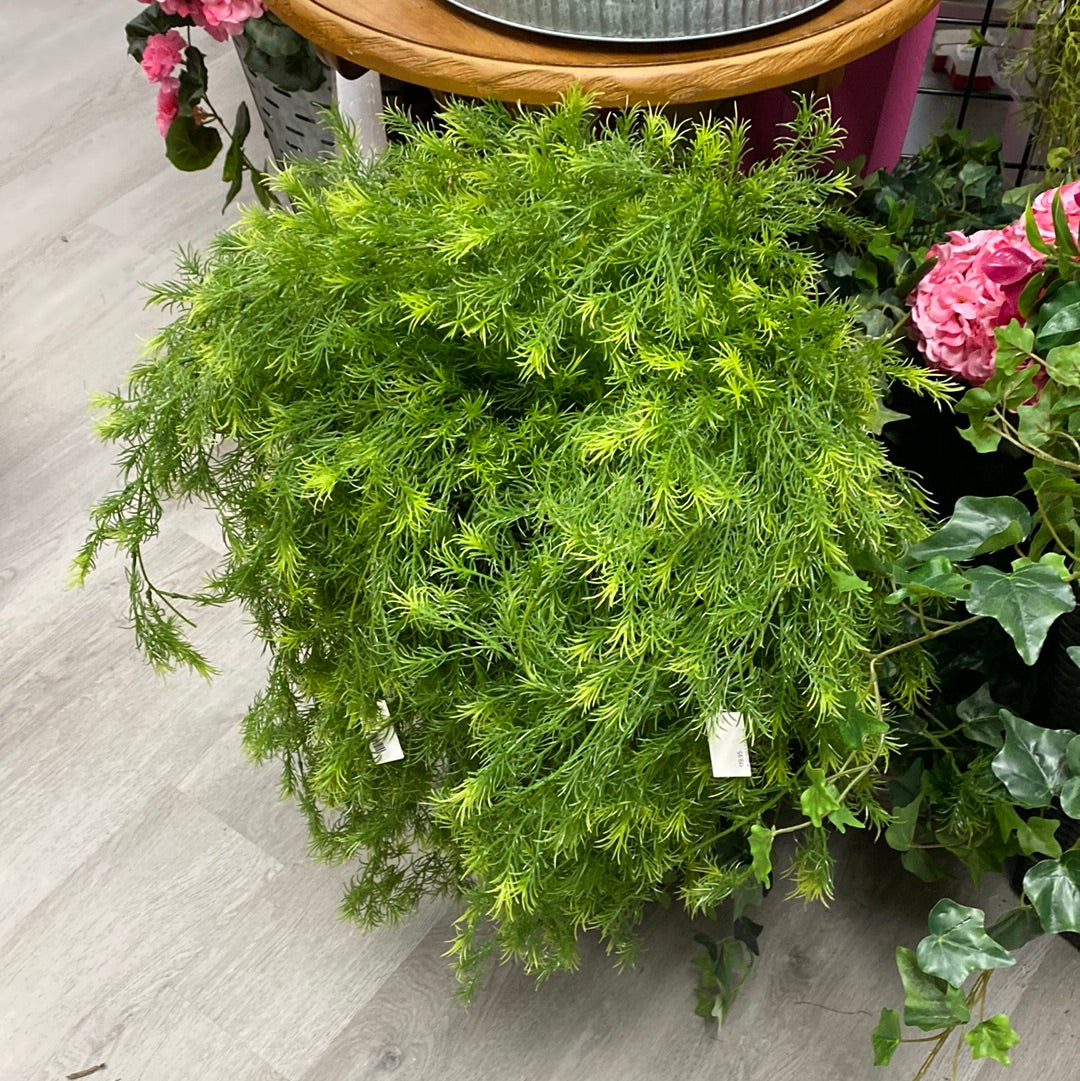 Asparagus fern bush