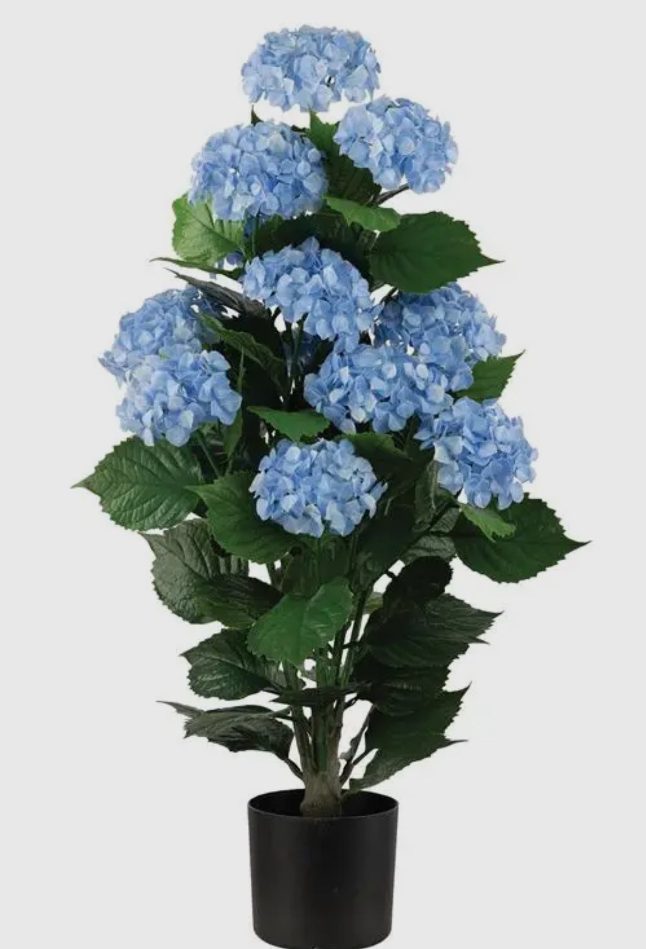 UV rated potted hydrangeas