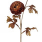 24” autumn ranunculus stem