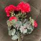 GERANIUM BUSH w 5 flowers Salmon