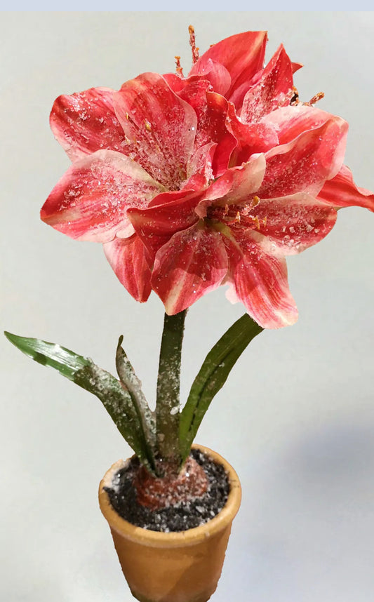 15IN ICE POTTED AMARYLLIS