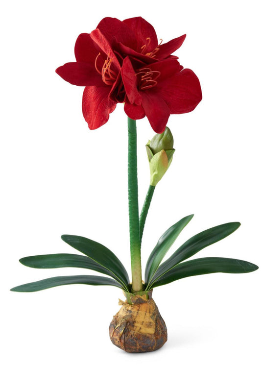 25 Inch Red Amaryllis w/Bulb