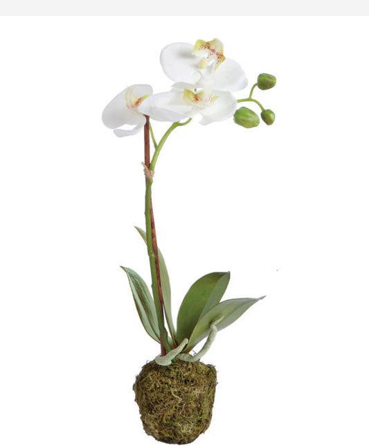 PHALAENOPSIS ORCHID DROP-IN 15"