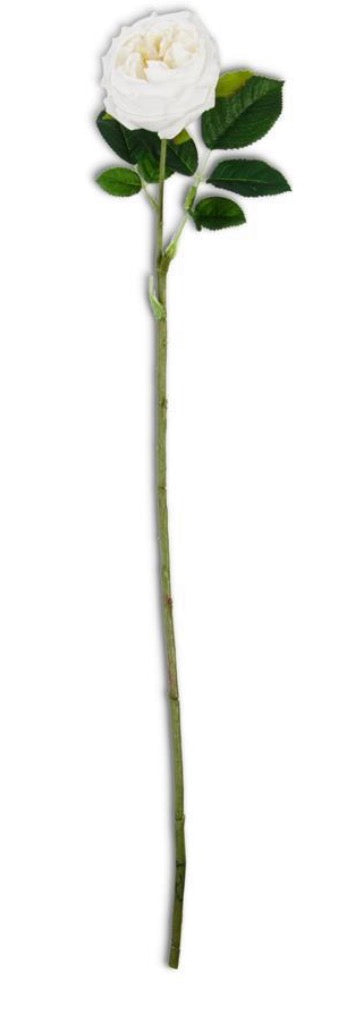 24” real touch Austin rose stem