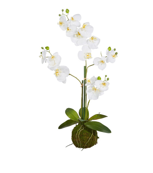 31" White Orchid With Moss Ball