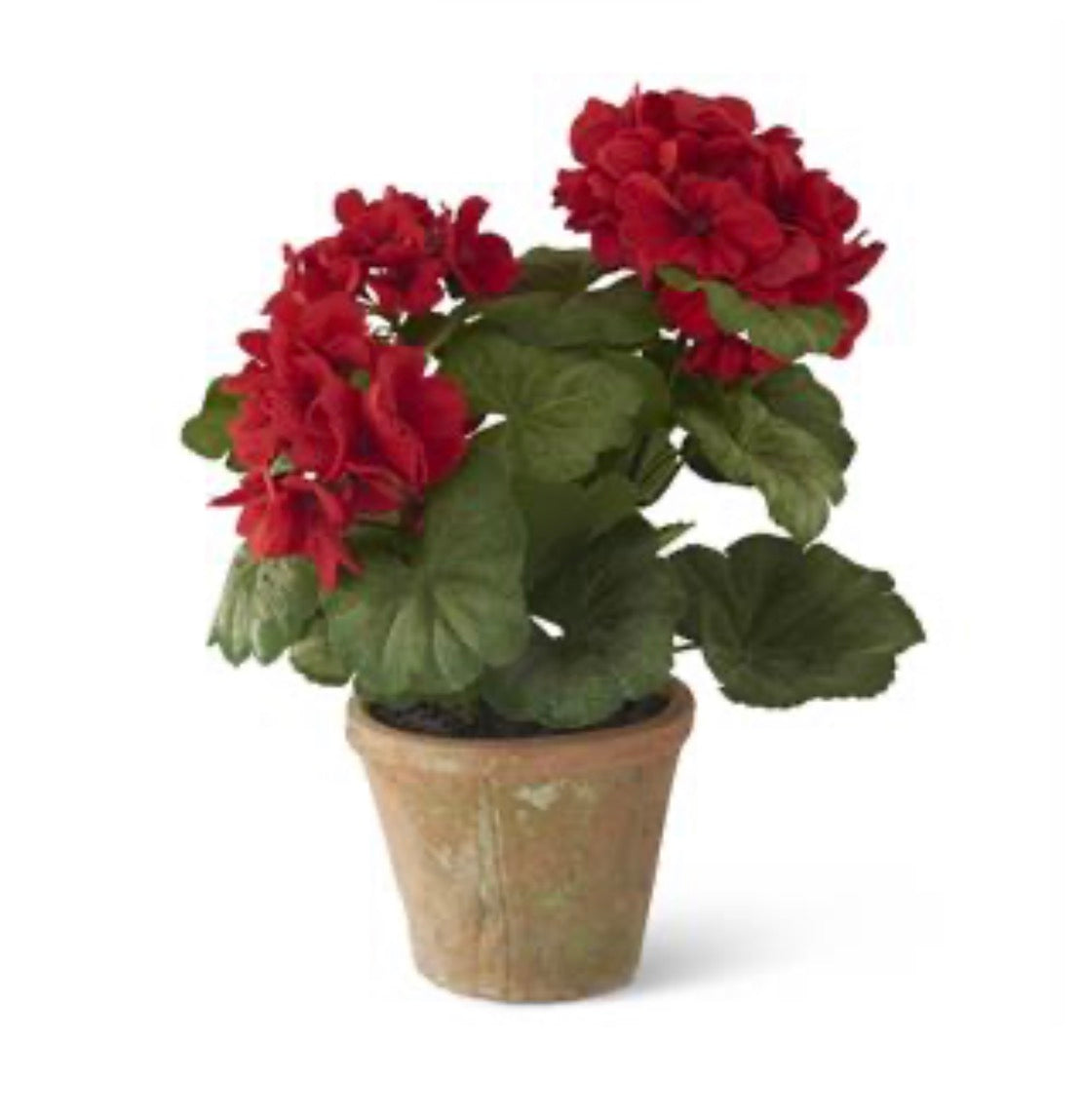 14 Inch Red Potted Geranium In Clay Pot