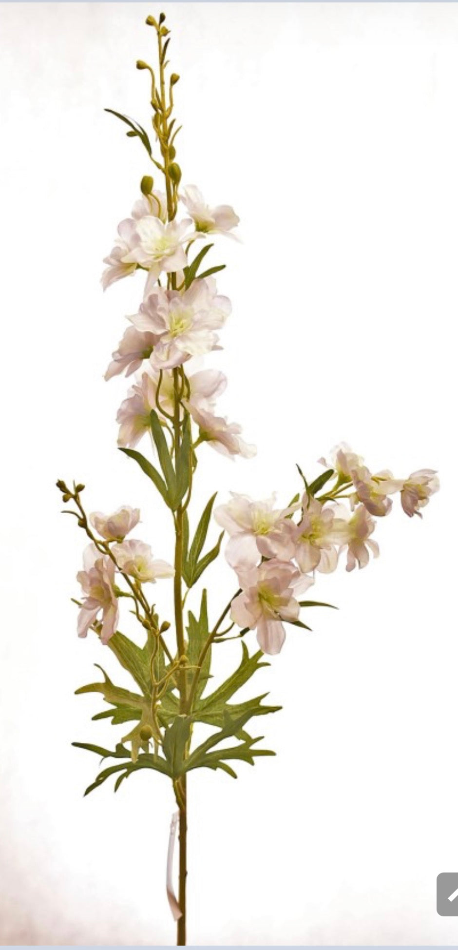 40IN DELPHINIUM