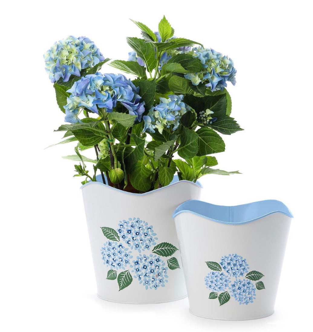 Hydrangea Blue Flower Cachepots