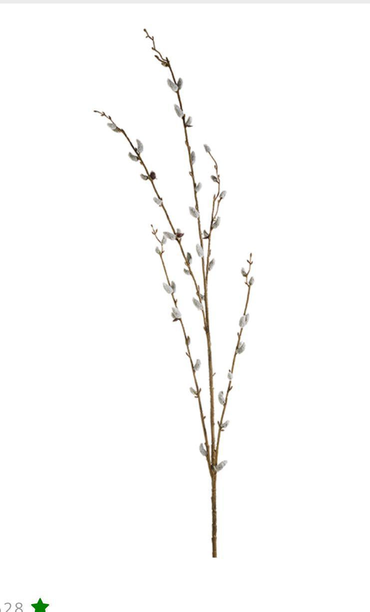 pussy willow branch