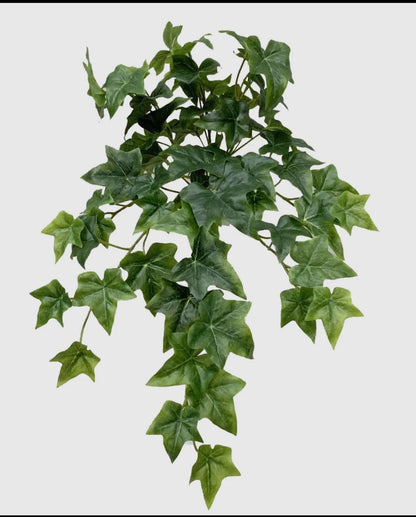 Sage Ivy hanging Bush