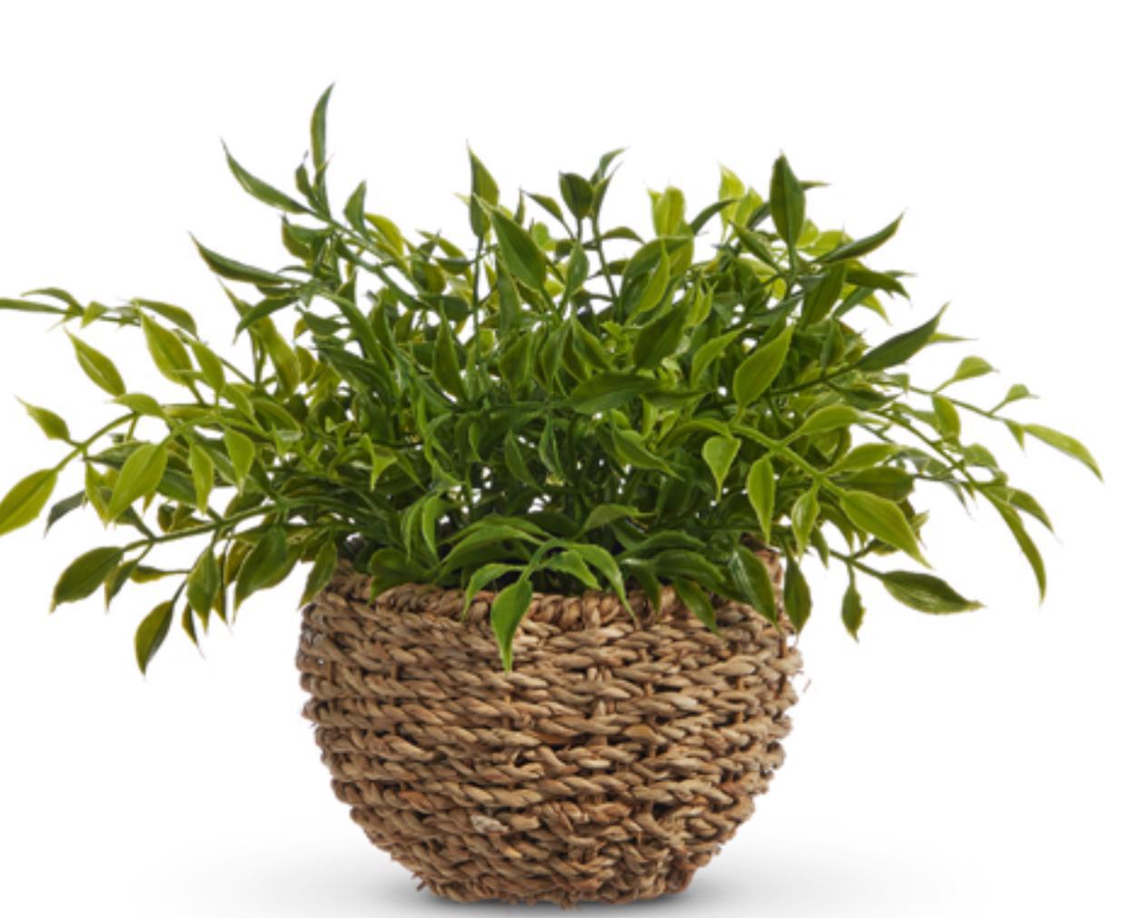 soft touch potted house plant