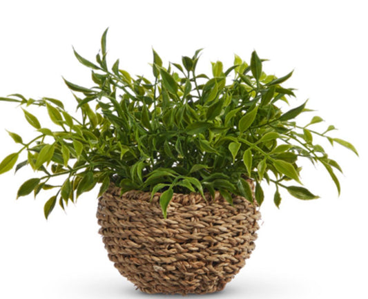 soft touch potted house plant