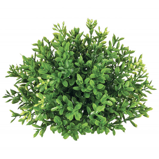 Boxwood half orb