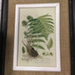 Black framed fern prints