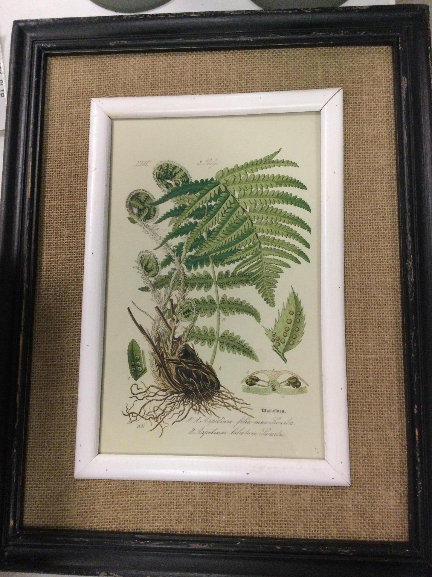 Black framed fern prints