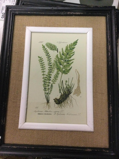 Black framed fern prints