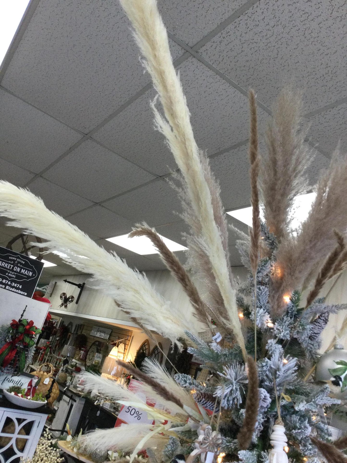 large pampas grass