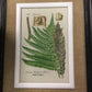 Black framed fern prints