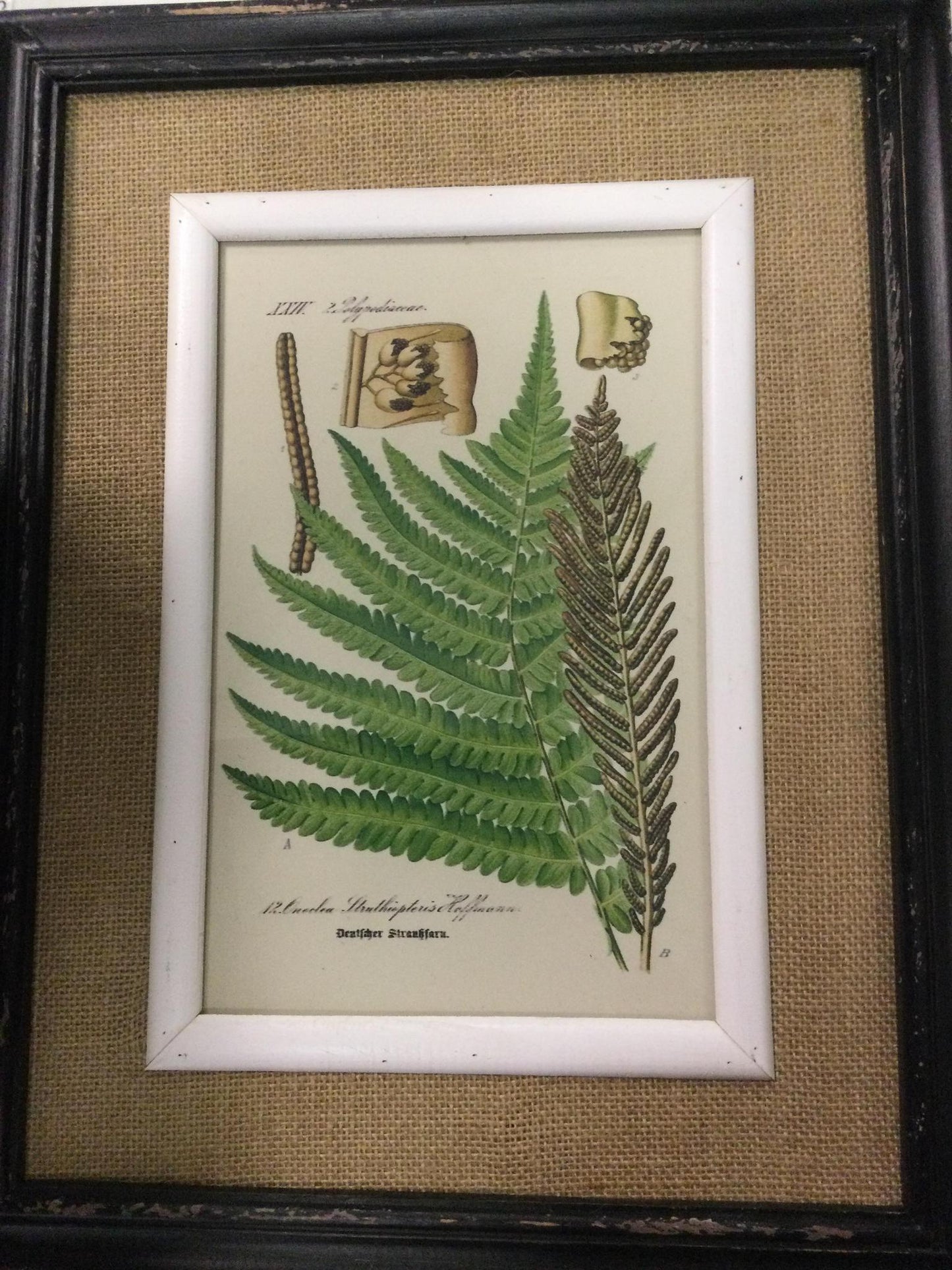 Black framed fern prints