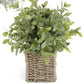13” herbs in square woven basket