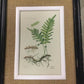 Black framed fern prints