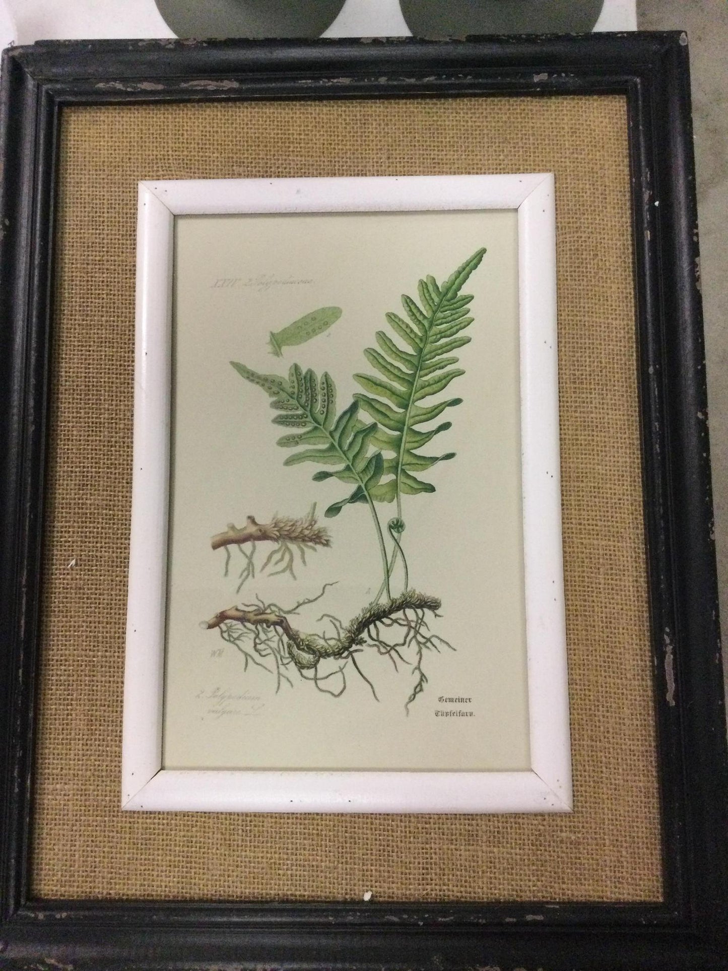 Black framed fern prints