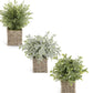 13” herbs in square woven basket