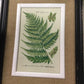 Black framed fern prints