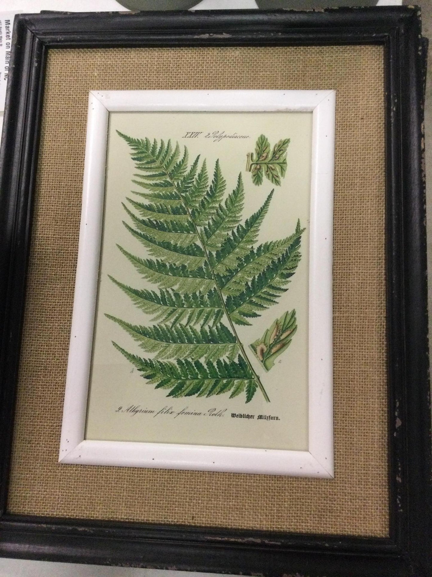 Black framed fern prints