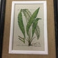 Black framed fern prints