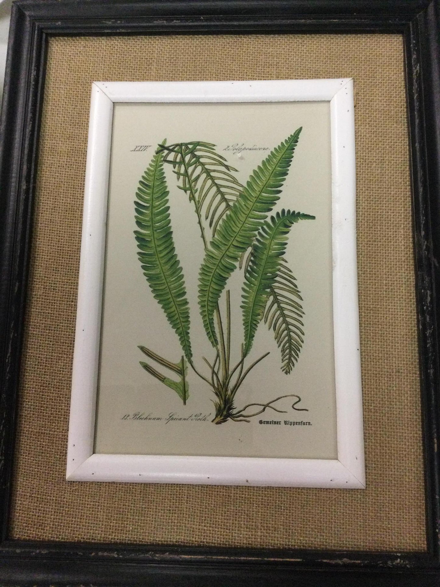 Black framed fern prints