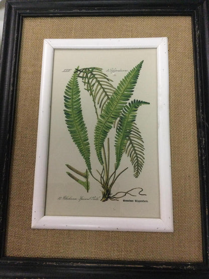 Black framed fern prints